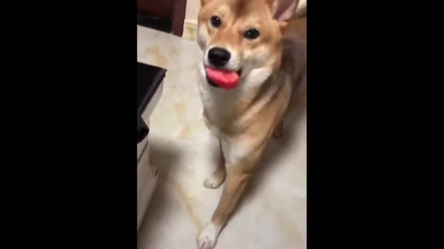 Собаки смешно просят еду смотреть онлайн