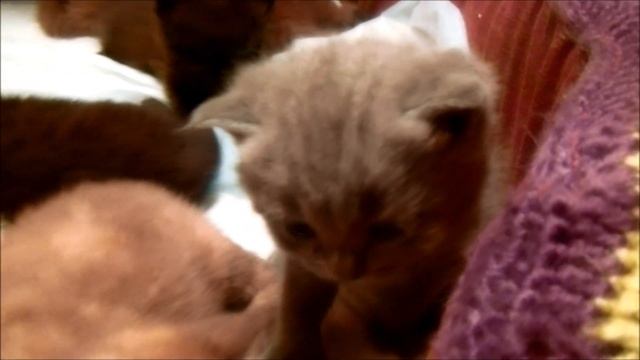 Котятам пора спать . смотреть онлайн