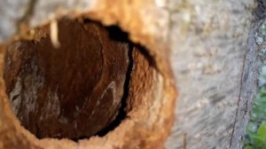 Дупло дятла внутри /Дятел /woodpecker hollow