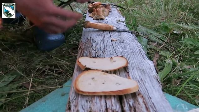 Рыжики. Готовим на костре. смотреть онлайн