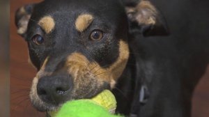 Dogs 101 - TOY MANCHESTER TERRIER - Top Dog Facts About the TOY MANCHESTER TERRIER