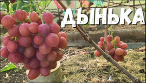 Виноград. г.ф. ДЫНЬКА. Описание и рекомендации по выращиванию в северных регионах.