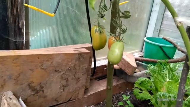 Помидоры, сорт "челнок" смотреть онлайн