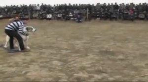 Мой Родной город Мары|Обзор Туркменских Алабаев 2016 г| Туркмения | Turkmen alabay #turkmenistan