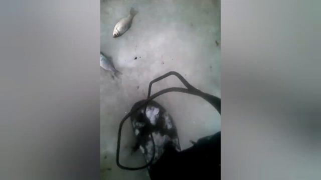 Первая зимняя рыбалка в этом году |наловил кучу рыбы смотреть онлайн