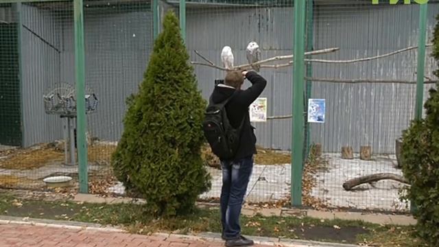 В Самарском зоопарке. Настоящим украшением коллекции стали редкие и красивые птицы-полярные совы смотреть онлайн