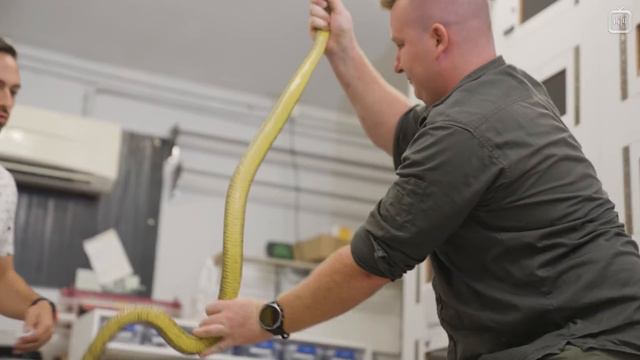 Кто_ где и как собирает яд для противоядий [Veritasium](1080P_HD) смотреть онлайн