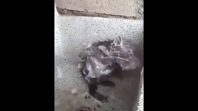 Как помыть крысу? смотреть онлайн