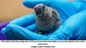 Ultra-Rare Parrot With Only 7 Left In The Wild Gets Boost As Chicks Hatch