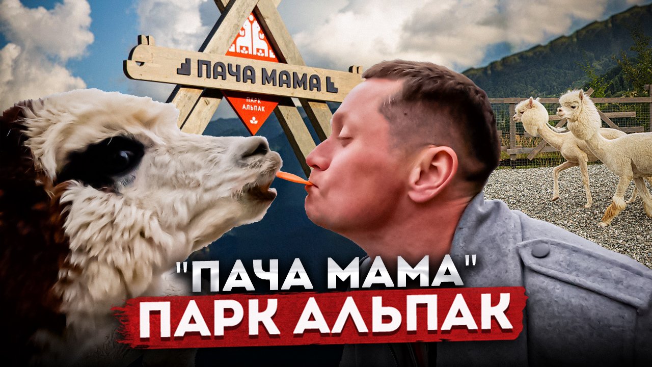 УНИКАЛЬНОЕ МЕСТО В #СОЧИ - 🦙 Парк альпак "Пача Мама" | Что посмотреть в Сочи