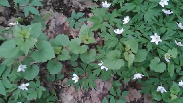 Чесночная трава (чесночница) смотреть онлайн