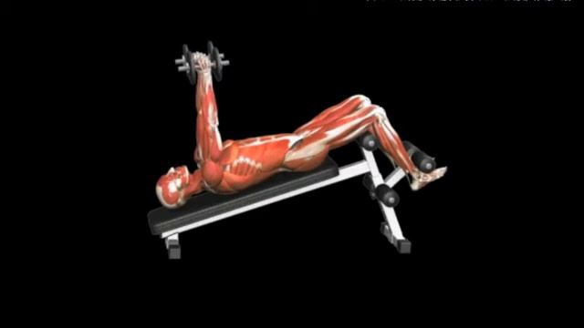 Разгибание трицепсов с гантелями на наклонной скамье Triceps Extension Decline Dumbbell смотреть онлайн