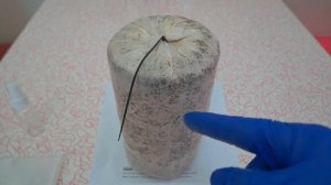 Lions Mane Mushroom Grow Kit Hericium erinaceus