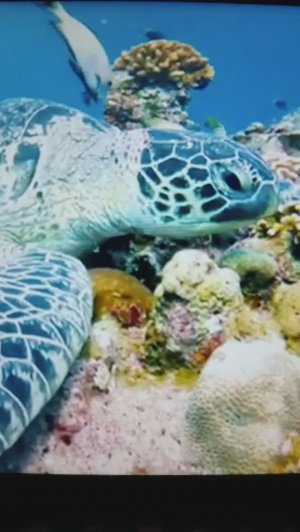 Средиземноморская морская черепаха, коралловые рифы и др🤔🐠