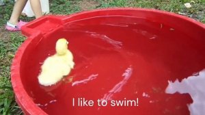 Duck-Duck learned how to swim!