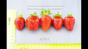 Фото ремонтантных сортов клубники НСД