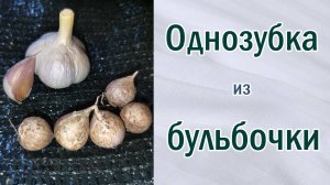 Что такое однозубка? Размножение чеснока из бульбочек. От чего зависит размер однозубки.