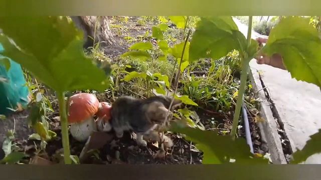 Нашли диких котят на даче смотреть онлайн