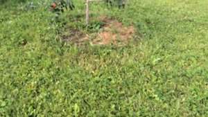 Технология выращивания саженцев абрикоса для Подмосковья