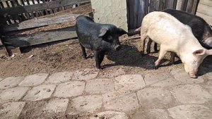 Дюрок +Мейшан. Мои поросята.