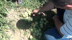 Биг Рио F1 қызанағы - выращивание томата Big Rio F1 (Шымкент, 2017)