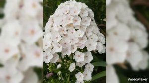 Флокс метельчатый, белый. Цветение 2022 г #флокс#флоксбелый#флоксметельчатый