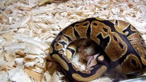 Питон ест хомяка.Python eats a hamster.