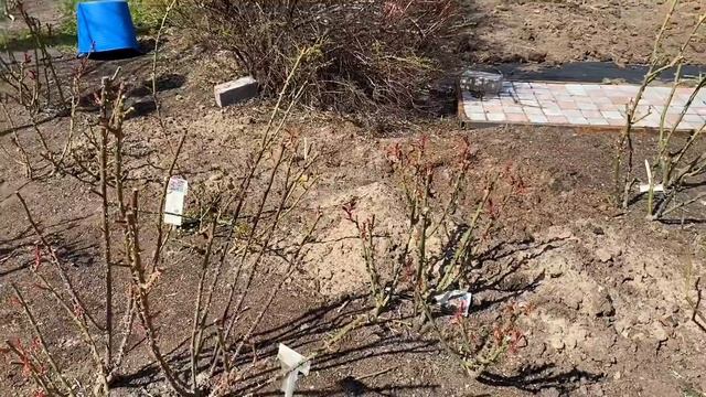 Розы.??? Посадка по два саженца в одну лунку. Этот способ без сомнения уникален и ...... смотреть онлайн