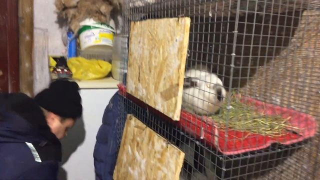 VLOG: КРОЛИКИ ВЕЛИКАНЫ ✅ РАЗВЕДЕНИЕ ✅ КРОЛИК БЕЛЫЙ ✅ ОКРОЛ КРОЛЬЧИХИ ЗИМОЙ ✅ смотреть онлайн