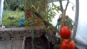 Томат Биф кинг F1.  2020