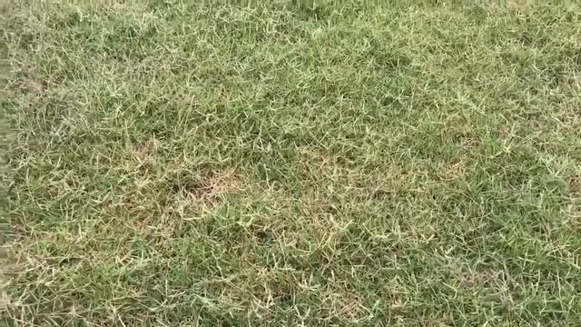 How to Identify 419 and 328 Bermuda Grass смотреть онлайн