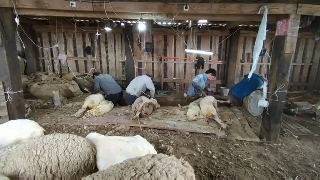 стрижка овец 2021.день второй смотреть онлайн