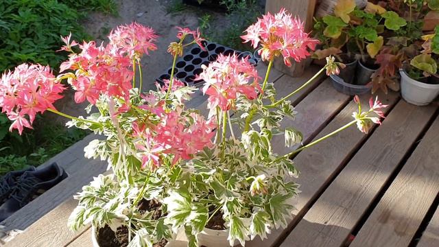 Stella Vernante смотреть онлайн