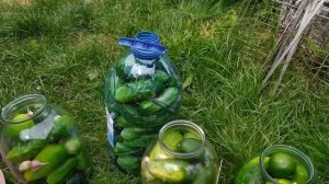 Как засолить огурцы на зиму в банках и бутылях.