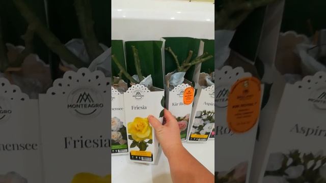 ЗНАМЕНИТЫЕ СОРТА РОЗ/ НОВИНКА РОЗЫ EYECONIC/ AЙКОНИК /НАСТОЯЩЕЕ ОТКРЫТИЕ В СЕЛЕКЦИИ РОЗ!
