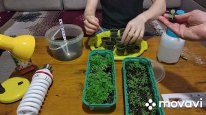 Пикировка рассады табака Вирджиния.