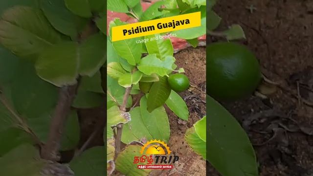 Psidium guajava koyya palam