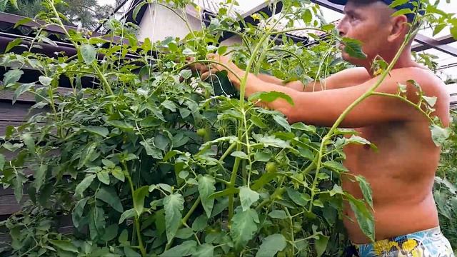 87. Помидоры Де Барао. Помидорный Рай. Огород Своими Руками смотреть онлайн