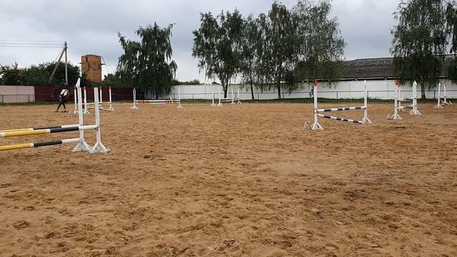 Кобыла тракененская 2010, 165в/х продажа смотреть онлайн