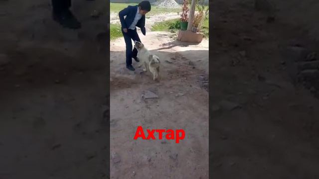 будущий чемпион Ахтар🐕