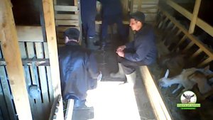 Плановая сдача крови коз на Бруцеллез и Лептоспироз 10.04.2019