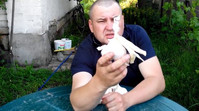 Чеснок Чернигов. Отвечаю на вопросы, делюсь планами. смотреть онлайн