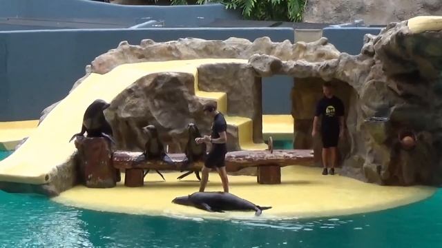 "Лоро парк" часть 1.Tenerife "Loro parque" 2019. смотреть онлайн