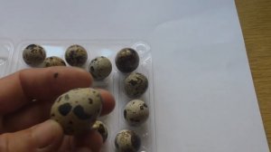 Польша  перепелиные яйца красивый рисунок на яйце /quail eggs