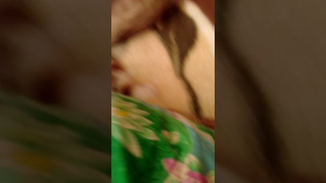 Бешаная Невская маскарадная кошка смотреть онлайн