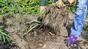 А БУДЕТ ЛИ УРОЖАЙ ОЗИМОГО ЧЕСНОКА, ПОСАЖЕННОГО ВЕСНОЙ?