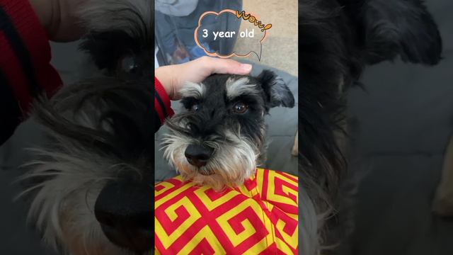 3-year-old schnauzer asks if he's less cute than 3 months old