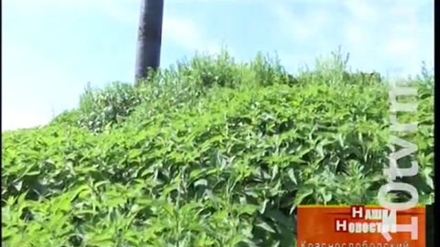 Белые аисты в Краснослободске смотреть онлайн