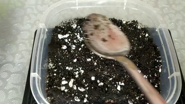 Иберис, неприхотливый многолетник. От посева до первых всходов. смотреть онлайн