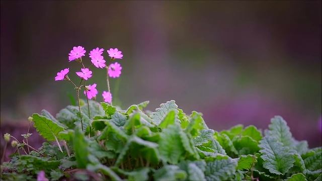 한국의 야생화 - 앵초(Primula sieboldii) смотреть онлайн
